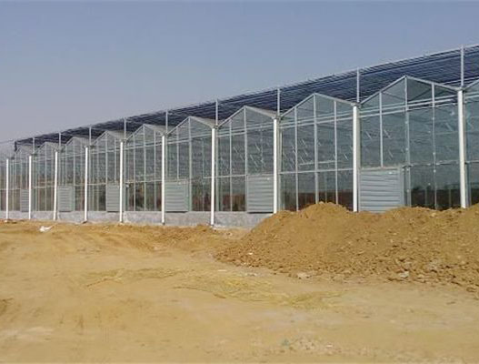 Venlo greenhouse