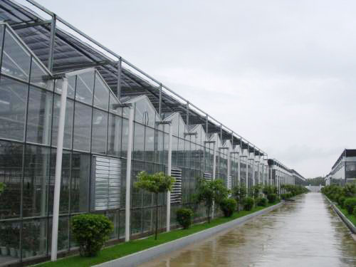 Venlo greenhouse