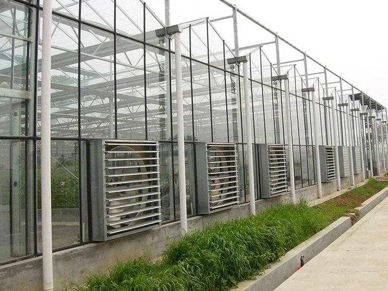 Venlo greenhouse