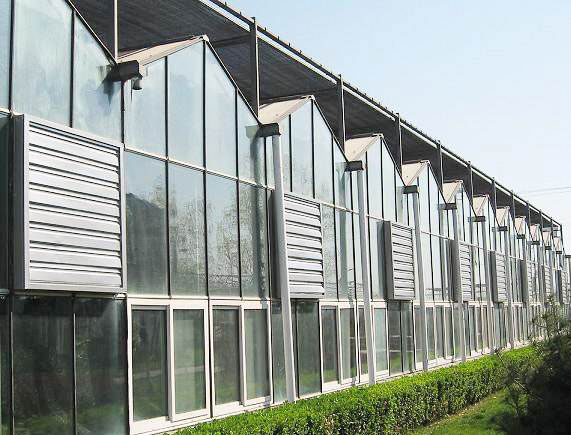 Venlo greenhouse