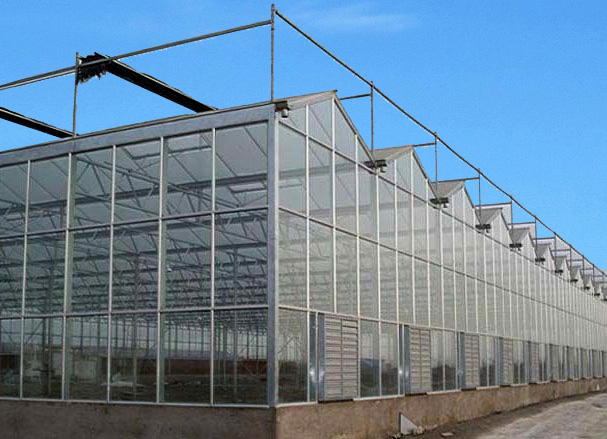 Venlo greenhouse