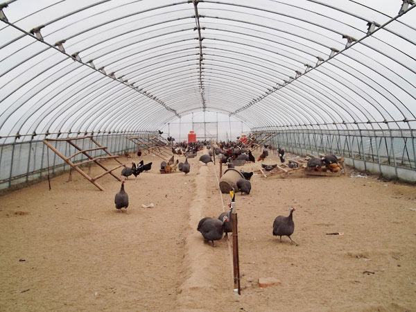 Tunnel greenhouse