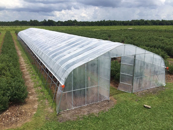 Tunnel greenhouse