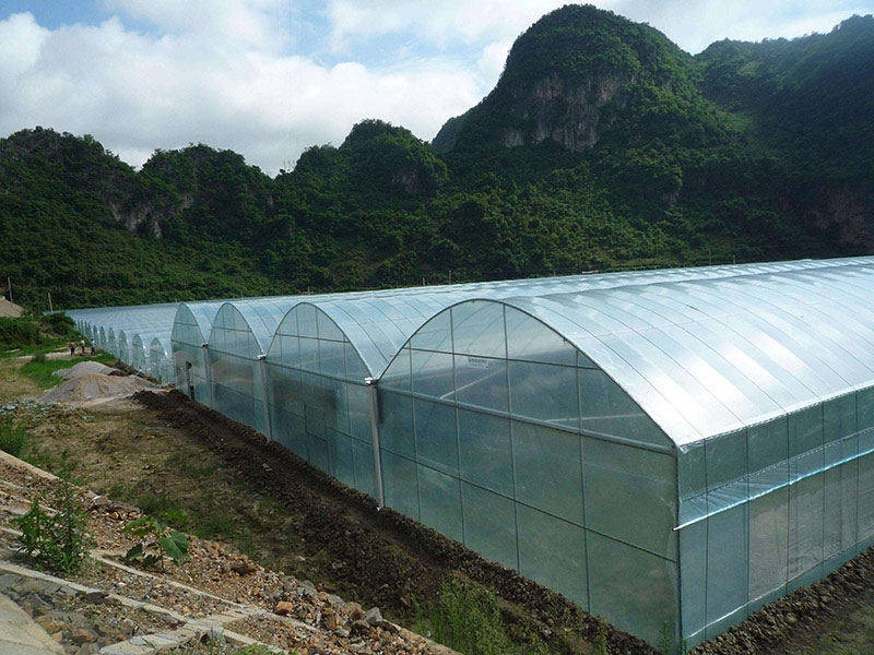 Multi span greenhouse