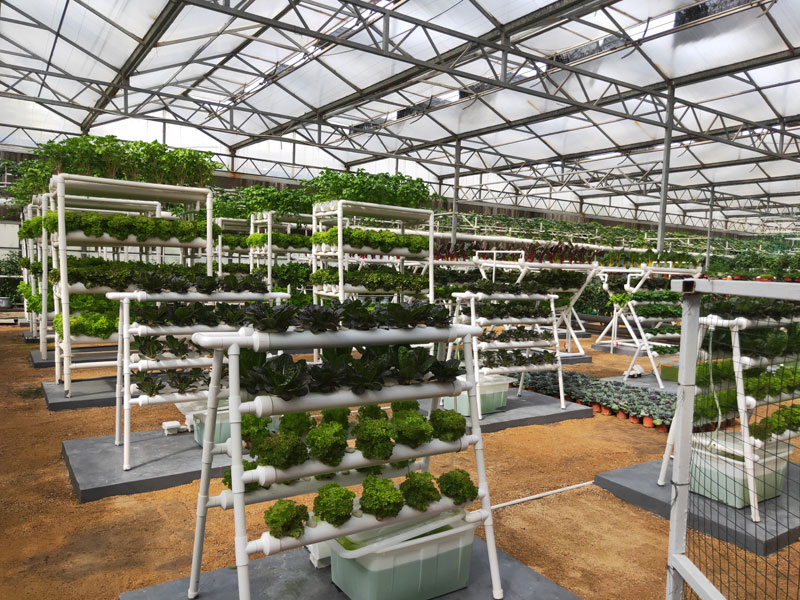 Soilless cultivation