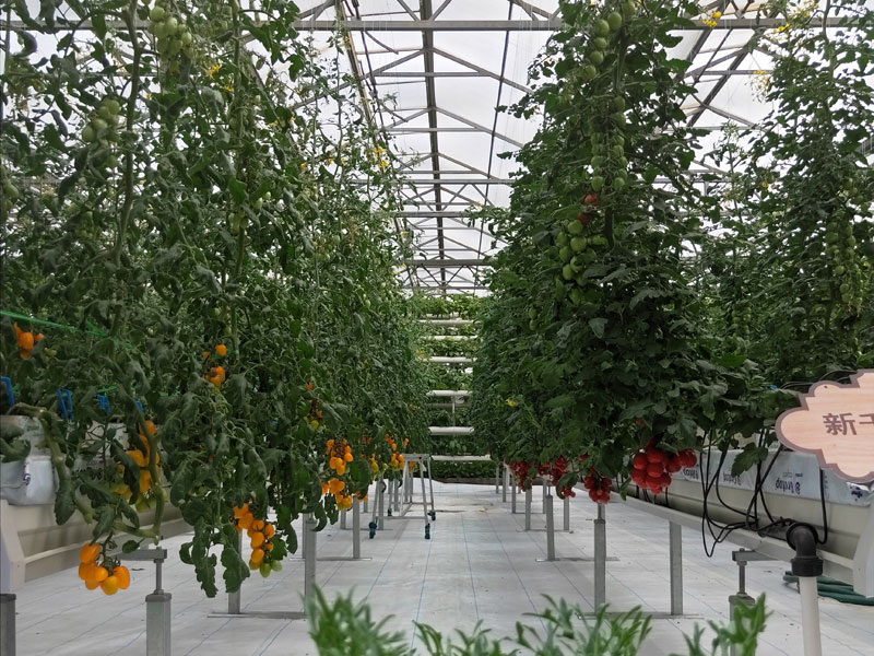 Soilless cultivation ca…