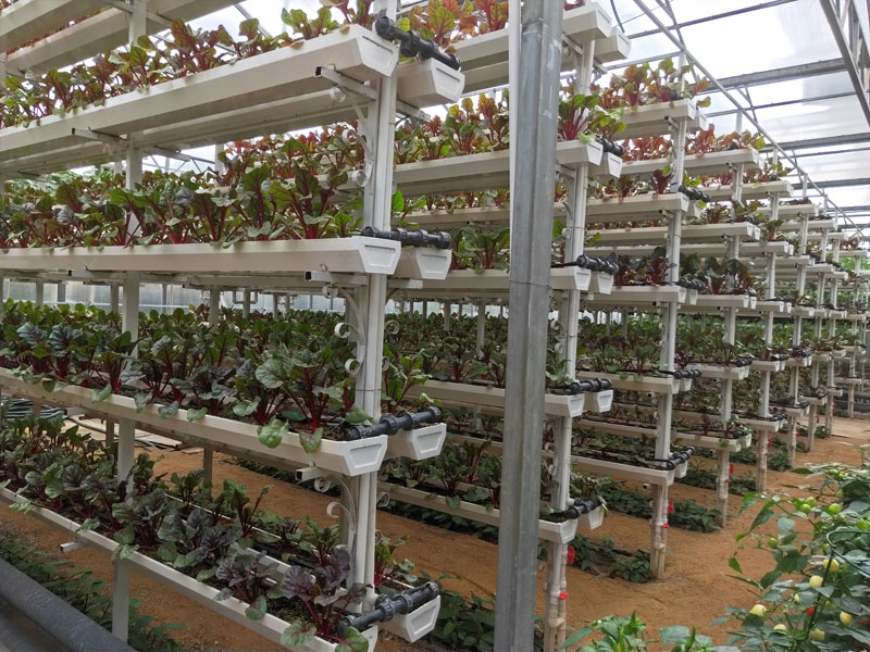 Soilless cultivation ca…