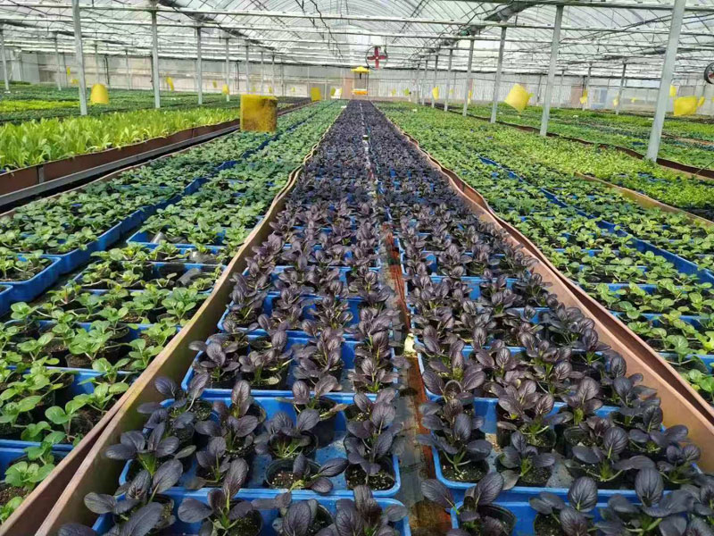 Soilless cultivation ca…