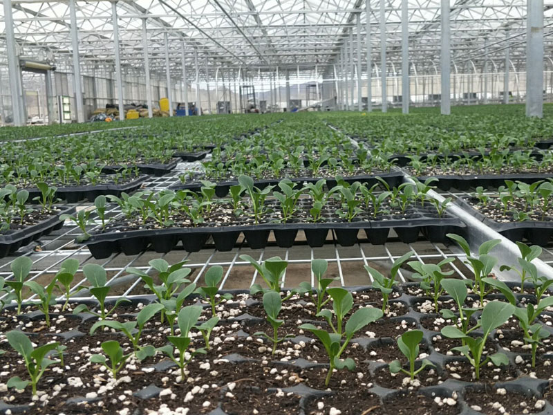 Soilless cultivation ca…