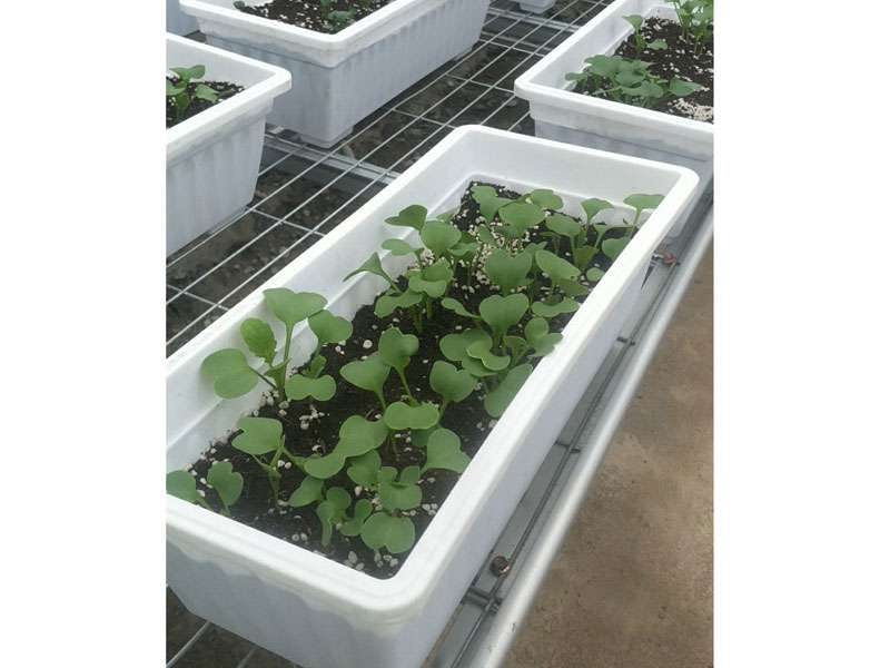 Soilless cultivation ca…