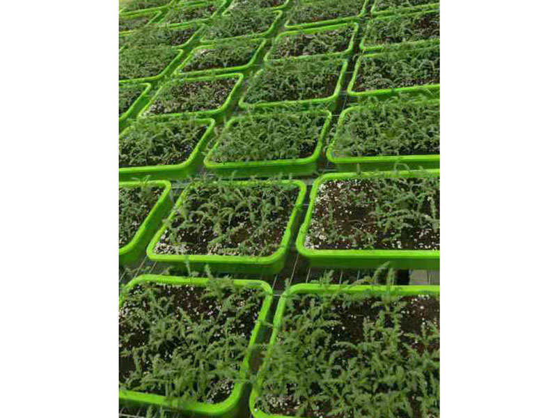 Soilless cultivation ca…