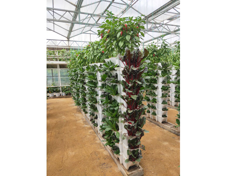 Soilless cultivation ca…