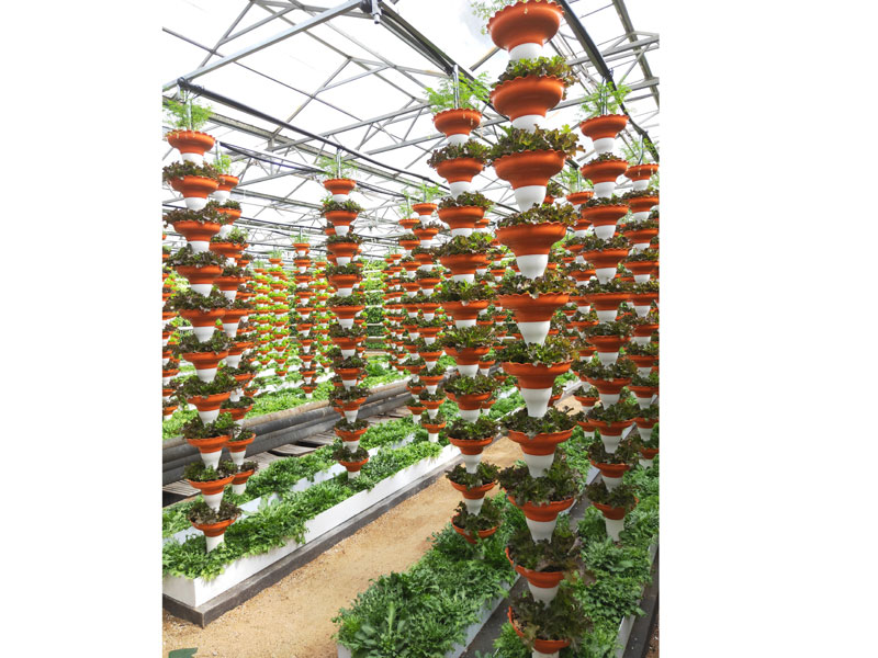 Soilless cultivation ca…