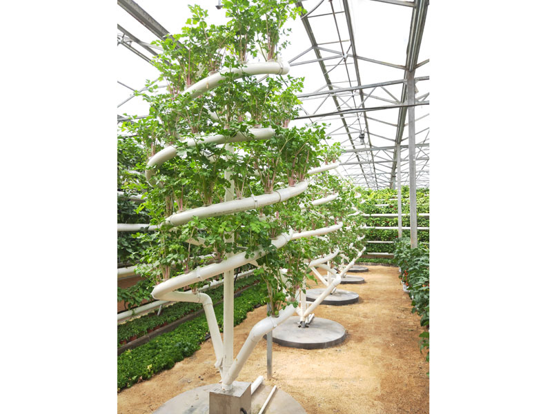 Soilless cultivation ca…